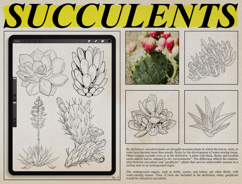 Flash Stamps - Botanical Archive - Tattoo Smart