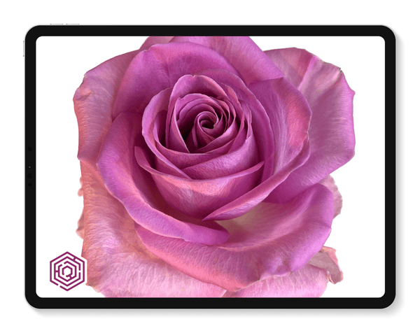 Roses in the Void| Roses in the Void | Tattoo Smart