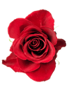eBook - Roses in the Void - Tattoo Smart